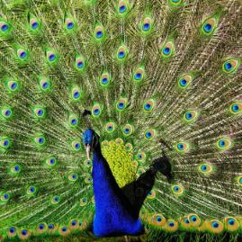 Visite de parcs animaliers